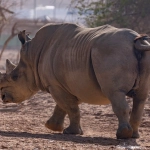 Спокойная атмосфера слот игры Great Rhino для релаксации