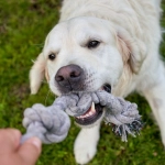 Позитивные персонажи слота The Dog House Megaways для гармоничного досуга