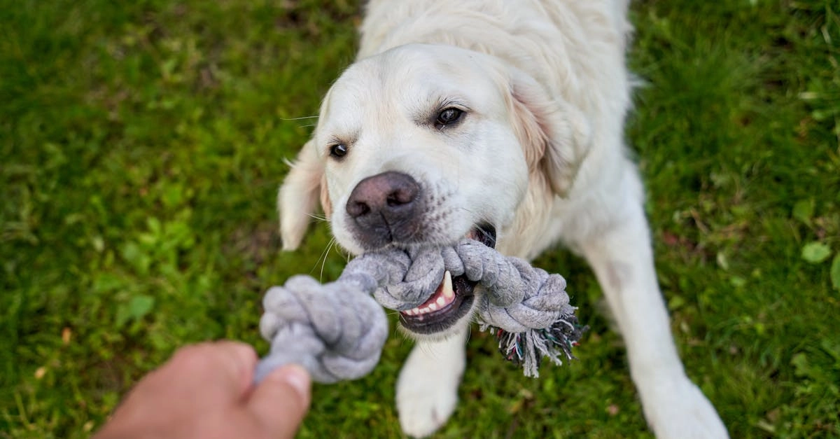 Позитивные персонажи слота The Dog House Megaways для гармоничного досуга